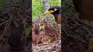 myna mother feeding #shorts