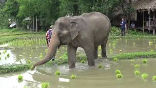 ปางช้างแม่สา นำช้าง 10 เชือก พร้อมชนเผ่าและนักท่องเที่ยว ลงดำนาปลูกข้าว \