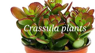 Crassula Plants unboxing today latest video