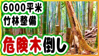 放置竹林の危険木を伐倒【放置竹林拡大防止PJT】