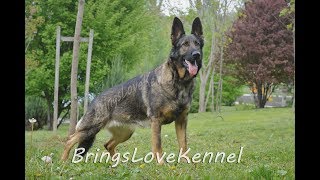 Vand pui Ciobanesc German linie de lucru - for sale German Shepherds