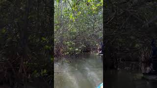 Mangrove Tunnel #paddling #paddleboardadventure #paddleboarding