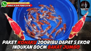 PAKET KOHAKU 200 RIBU DAPAT 5 EKOR‼️INDUKAN 80CM BAKAT JUMBO‼️KUSHUKA KOI INDONESIA