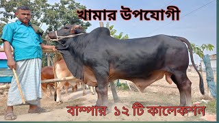 ১৬  জানু ২৫  এর  খামার  উপযোগী বাম্পার ১২ টি কালেকশন