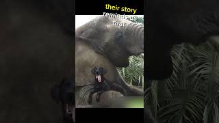 Unexpected Friendship Animals