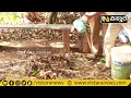 ಬಿಸಿ ಕಾಂಪೋಸ್ಟ್ ಕಳೆಗಿಡಗಳ ಚಹಾ.. hot composting organic compost vistara krishi