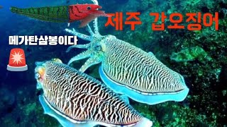 제주 갑오징어 오전에만 20연타 40수 이상 터져라 4K #최프로제주 #메가탄삼봉에기#GB굿보이 오모리 채비