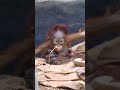 Baby Orangutan Shares Some Straw With Mom!