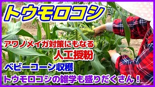 トウモロコシのアワノメイガ対策になる人工授粉とベビーコーン（ヤングコーン）収穫　みんなに言いたくなるトウモロコシの雑学も盛りだくさん！／とうもろこし栽培／家庭菜園