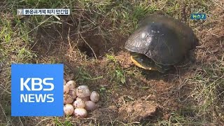 생태계 교란 ‘붉은귀거북’…산란철 퇴치 안간힘 / KBS뉴스(News)