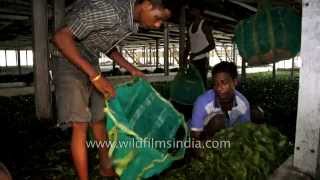 Fresh leaf gets sorted and bagged - Tea factory in Assam