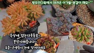 방우리다육(언박씽) 아돌피철화 우연히 만난화분과찰떡궁합#다육분갈이 내만족도500%succulents  plant 多肉植物