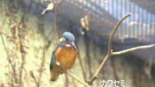 上野動物園の「アカショウビン」と「カワセミ」