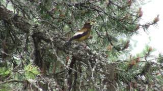Birds, Aves, Ornithology, Animals, Fauna Part 5 of 24 Nature Ecosystem of Western N Americ