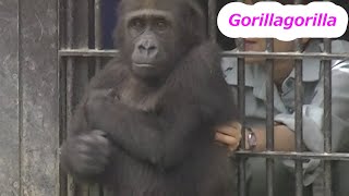 When Gentarou was 3 years old 💗 Gorilla family [Kyoto City Zoo]