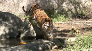 アースくん戻って来た〜　アムールトラ🐯　浜松市動物園　2023年6月17日