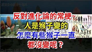 反對進化論的常梗~人是猴子變的，怎麼有些猴子一直都沒變呢？，[科學探索]