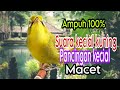 Suara Kecial Kuning Gacor Joss || Ampuh Buat Pancingan Kecial Macet Dan Malas Bunyi