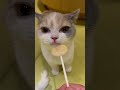 猫　食べる　キャット　eat 猫カフェ　 猫　 猫と戯れる　 ネコ