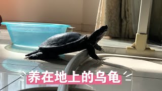 乌龟散养在家里的地板上，早晨主人起床的时候乌龟听到主人叫它就自己爬出来了，也太有灵性了吧…