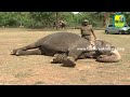 kumki elephant training in loving memory of maouth raheem he was man of elephant in sakrebylu