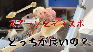 ＠「オカメインコ」あれっ？さし餌するならいるじゃない‼︎ スプーンとディスポ　どっちが良いの？