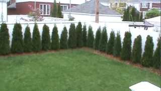 Thuja occidentalis (Smaragd) Cedar Hedge - 2 years old