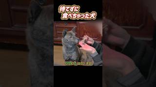 【甲斐犬 mix ハル】待てずに食べちゃった犬 #甲斐犬