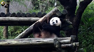 20200426 圓仔代父刨樹，抓癢休息賣萌 The Giant Panda Yuan Zai