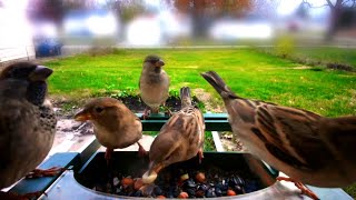 Birds food feeders #birds #housesparrow