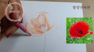 여름꽃 그려볼까요? 식물 색연필화 배우기편 꽃양귀비 2편