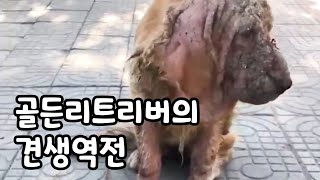 볼품없는 유기견을 입양했는데 골든리트리버가 되었습니다