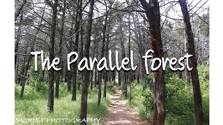 The Parallel Forest- A Government Experiment