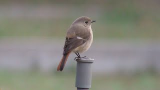 武陵農場的山鳥/Wild birds in the Wuling Farm