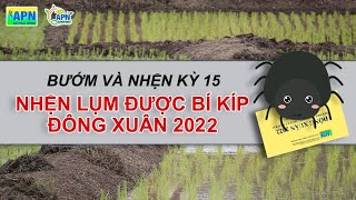 APN - BƯỚM VÀ NHỆN KỲ 15 - NHỆN LỤM ĐƯỢC BÍ KÍP ĐÔNG XUÂN 2022  #anphatnong #lua