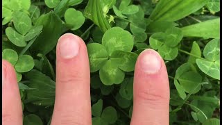 How to find four-leaf clovers