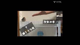 乗りたい手と乗りたくない手がある。久々の鳥動画#キンカチョウ #手乗り #shorts