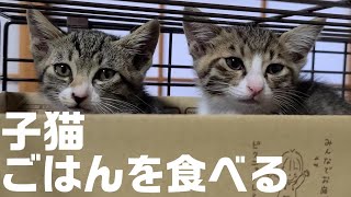 まだ人間が信じられない子猫のケガとごはん