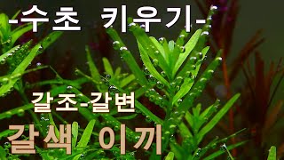 수초항 세팅 초기에 찾아오는 갈조-갈변현상의 원인과 해결하기 위한 방법