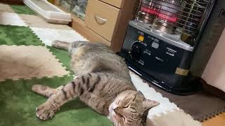 ストーブで暖まる猫