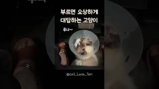 부르면 요상하게 대답하는 고양이ㅣ고양이 루나토리