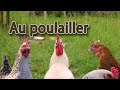 Accueil de nouvelles poules et d'un coq, soins et traitements