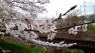 【4K】新座市・黒目川沿いの桜並木（2022年3月27日）