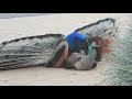 मोर मोरनी का संभोग peacock mating birds video animal video @sunrisejunglebeat