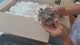 Korea succulent unboxing  한국에서온 다육 언박싱 입니다