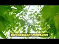 夏至：二十四节气中的第十个节气，通常在公历的6月20至22日交节