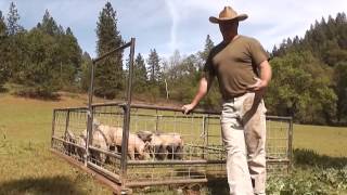 Hog tractors on Son-Rise Ranch