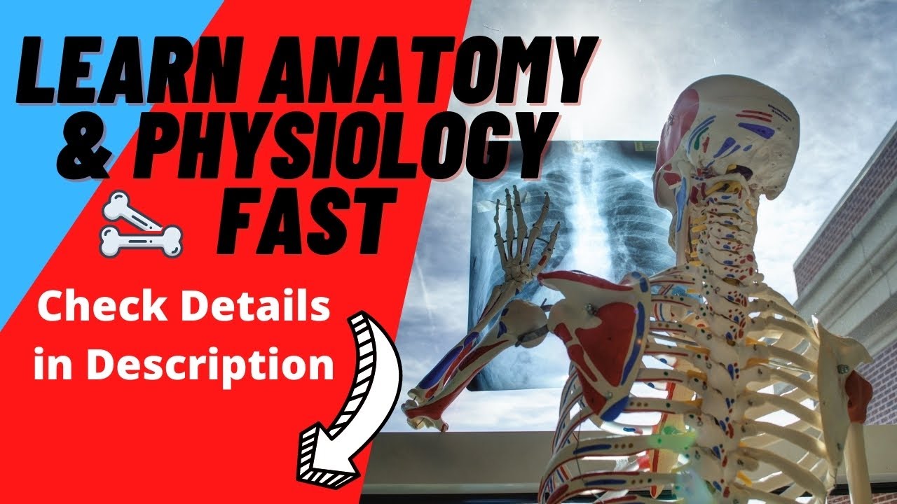 Human Anatomy & Physiology Courses Online ★ Taking Your Anatomy ...