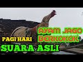 SUARA AYAM JAGO BERKOKOK DI PAGI HARI!!Suara ayam jago berkokok panjang, keras, lama