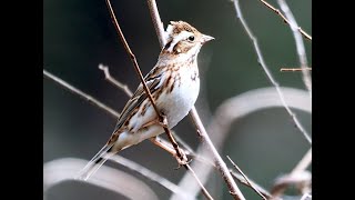 カシラダカ　Rustic Bunting　　Emberiza rustica atifascia